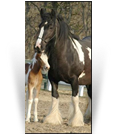 Mount Christie Black Onyx